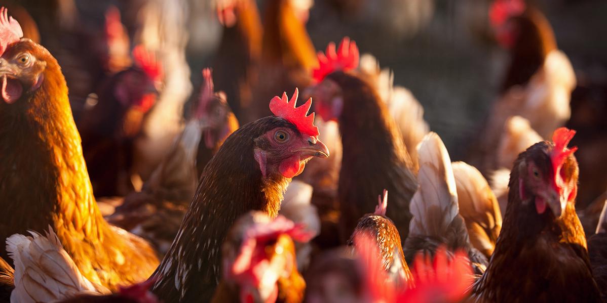 Élevage de poulets