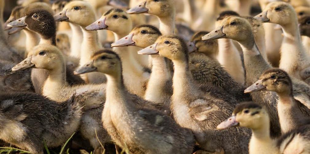 Élevage de canards