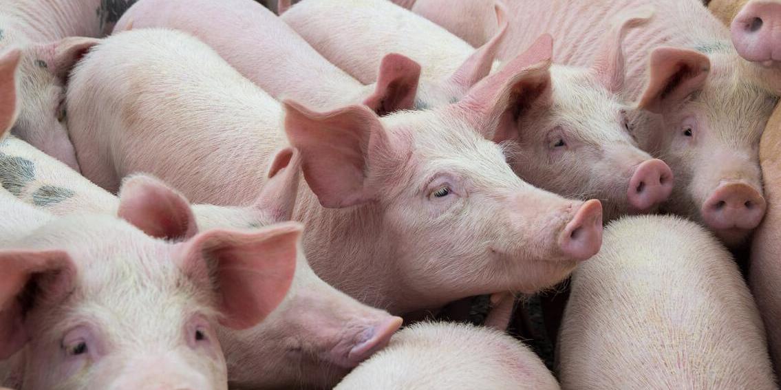 Élevage de cochons